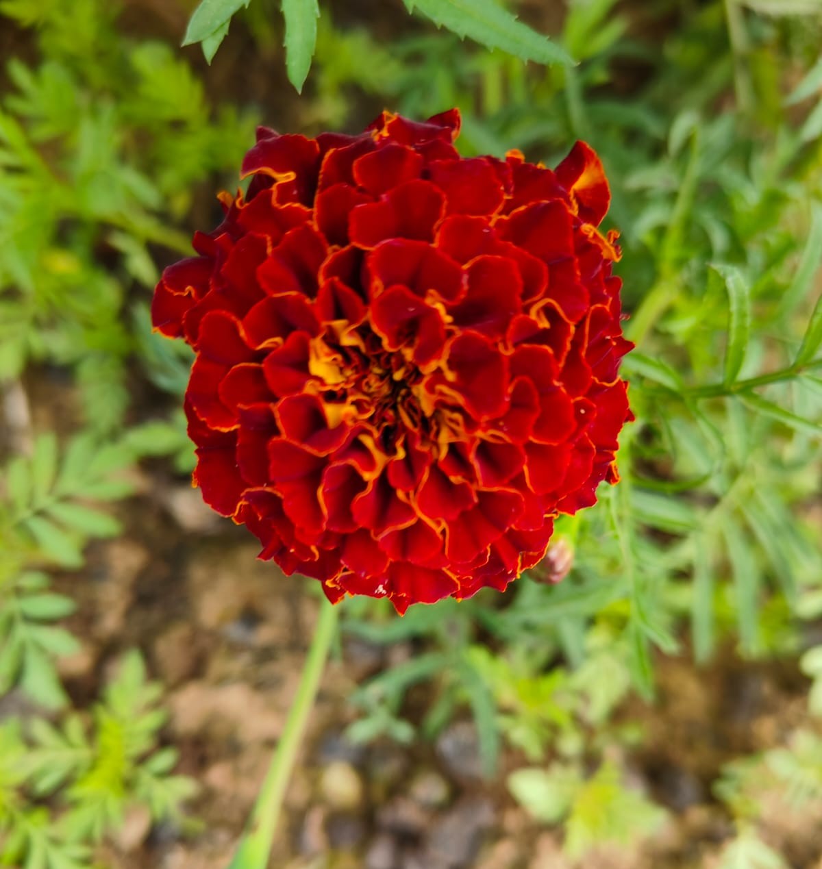 Featured Product 5